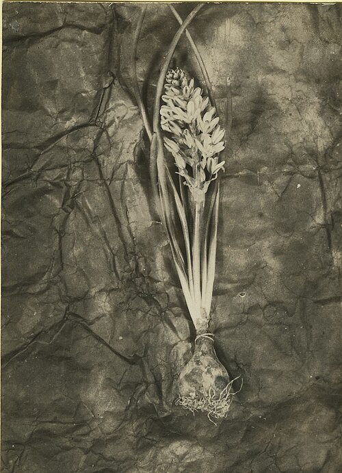 Battandiera amoena: Battandiera amoenum (Batt.) Maire : specimen type récolté en Algérie à Colomb-Béchar par René Maire en 1926. (publication liée : Bull. Soc. Hist. Nat. Afr. Nord