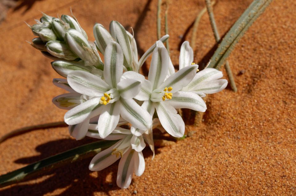 Battandiera amoena: Albuca amoena (Batt.) J. C. Manning & Goldblatt (2009) photographié dans le Sahara marocain oriental à Jdayed-Ouzina.