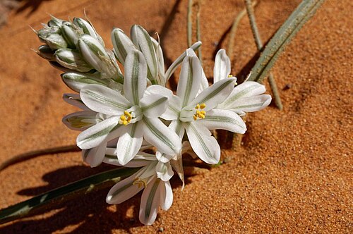 Battandiera amoena: Albuca amoena (Batt.) J. C. Manning & Goldblatt (2009) photographié dans le Sahara marocain oriental à Jdayed-Ouzina.