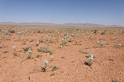 Battandiera amoena: Albuca amoena (Batt.) J. C. Manning & Goldblatt (2009) photographié dans le Sahara marocain oriental à Boudnib.