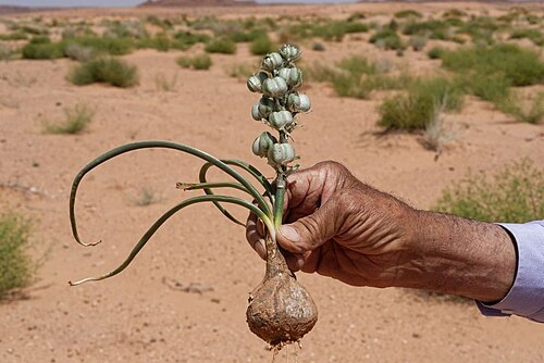 Battandiera amoena: Albuca amoena (Batt.) J. C. Manning & Goldblatt (2009) photographié dans le Sahara marocain oriental sur la piste Merzouga-Boudnib.