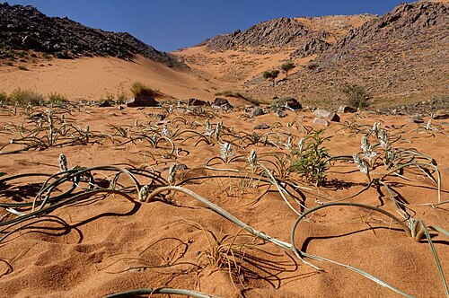 Battandiera amoena: Albuca amoena (Batt.) J. C. Manning & Goldblatt (2009) photographié dans le Sahara marocain oriental à Jdayed-Ouzina.