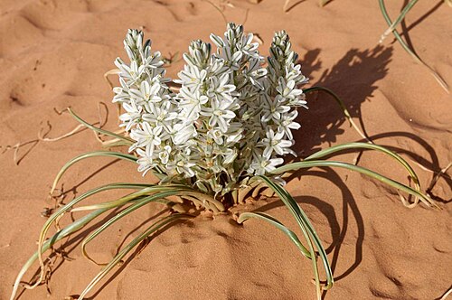 Battandiera amoena: Albuca amoena (Batt.) J. C. Manning & Goldblatt (2009) photographié dans le Sahara marocain oriental à Boudnib.