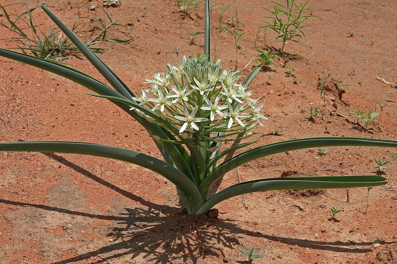 Bushveld chincherinchee: Albuca seineri , plant in flower; between Waterpoort and Mopane, Limpopo, South Africa