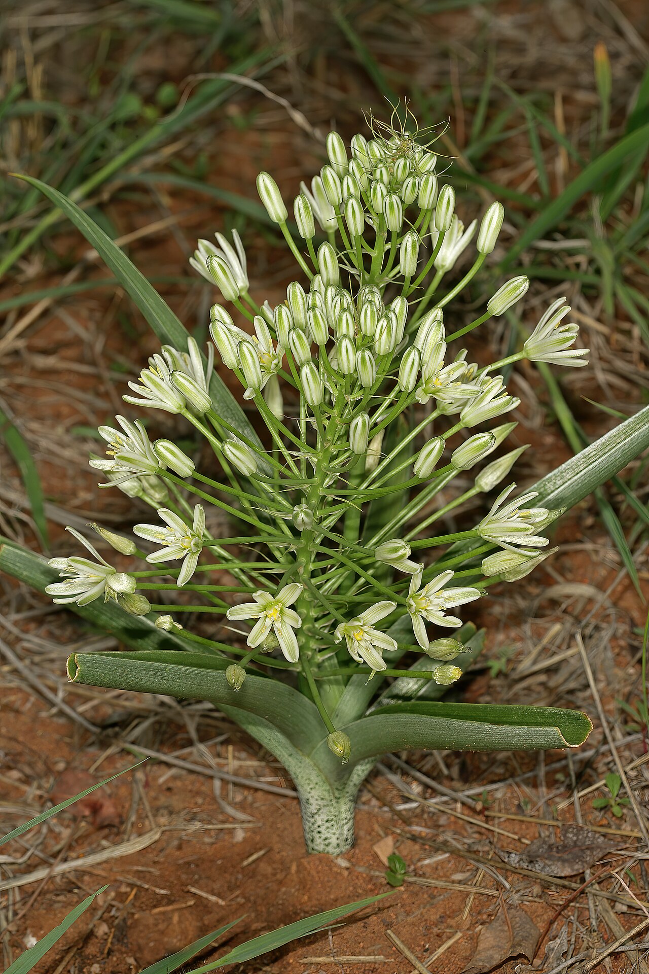 Bushveld chincherinchee: Albuca seineri , plants in flower; between Mookgophong and Mokopane, Limpopo, South Africa