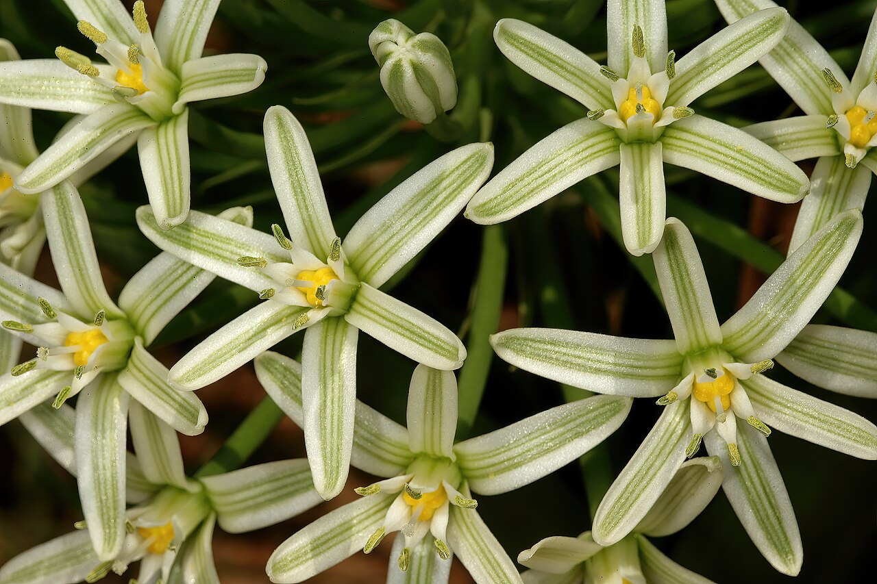 Bushveld chincherinchee: Albuca seineri , flowers; between Waterpoort and Mopane, Limpopo, South Africa