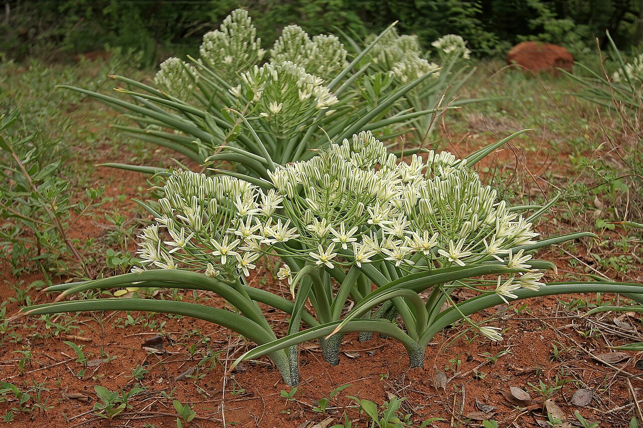 Bushveld chincherinchee: Albuca seineri , plants in flower; between Mookgophong and Mokopane, Limpopo, South Africa