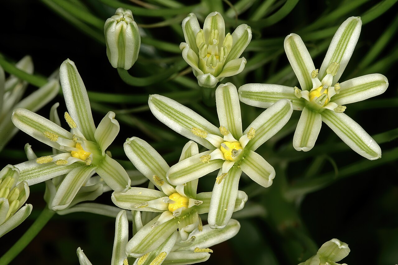 Bushveld chincherinchee: Albuca seineri , flowers; between Mookgophong and Mokopane, Limpopo, South Africa