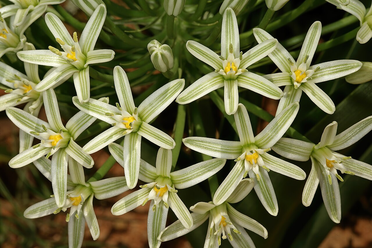 Bushveld chincherinchee: Albuca seineri , flowers; between Waterpoort and Mopane, Limpopo, South Africa