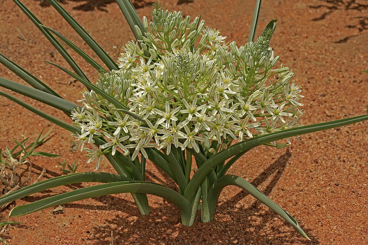 Bushveld chincherinchee: Albuca seineri , plants in flower; between Waterpoort and Mopane, Limpopo, South Africa