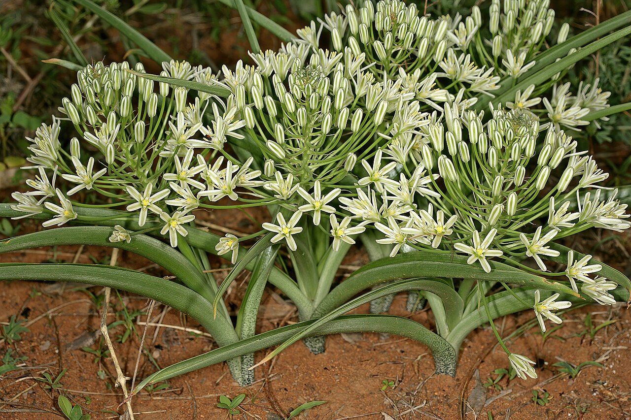 Bushveld chincherinchee: Albuca seineri , plants in flower; between Mookgophong and Mokopane, Limpopo, South Africa