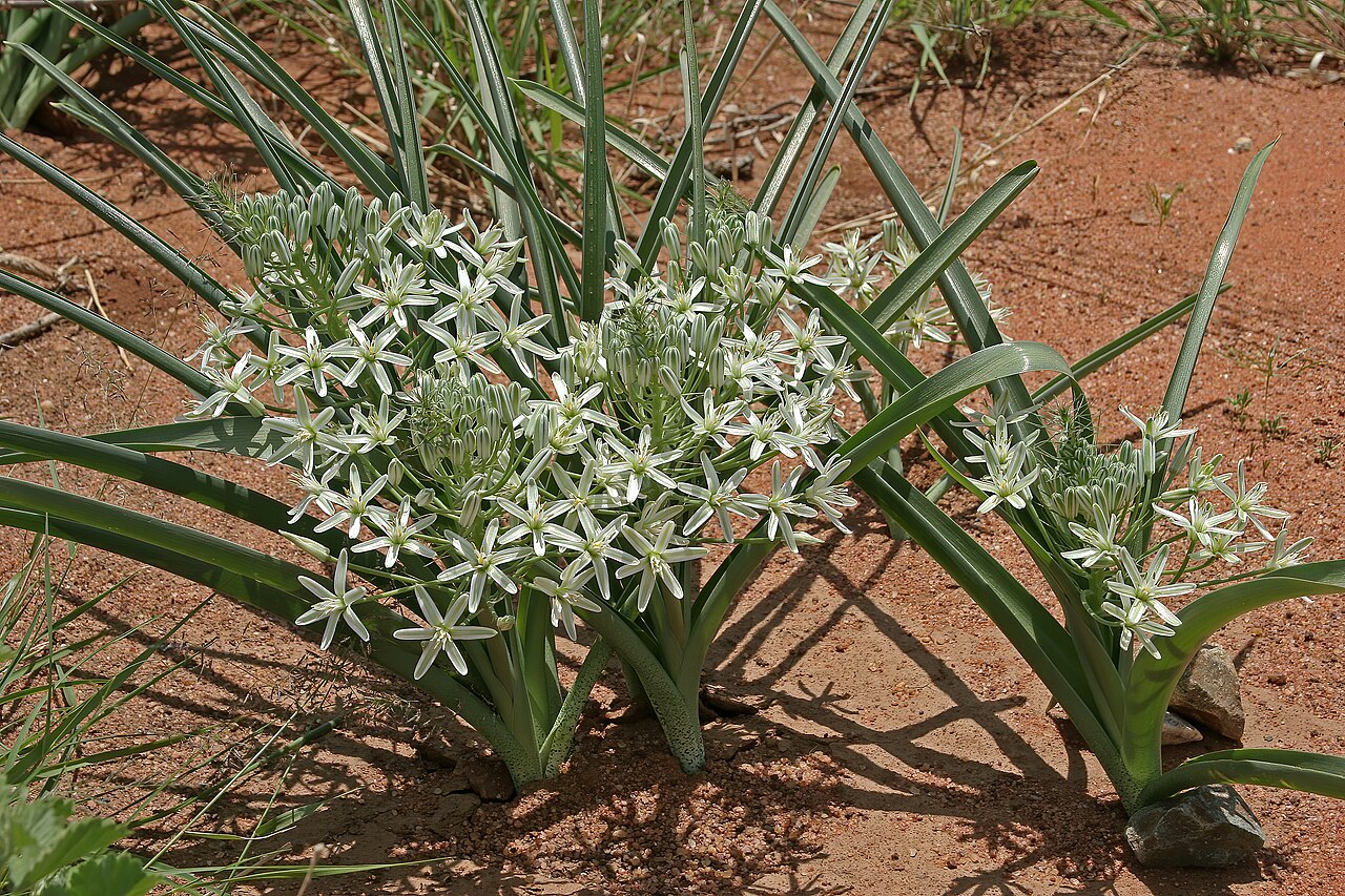 Bushveld chincherinchee: Albuca seineri , plants in flower; between Waterpoort and Mopane, Limpopo, South Africa