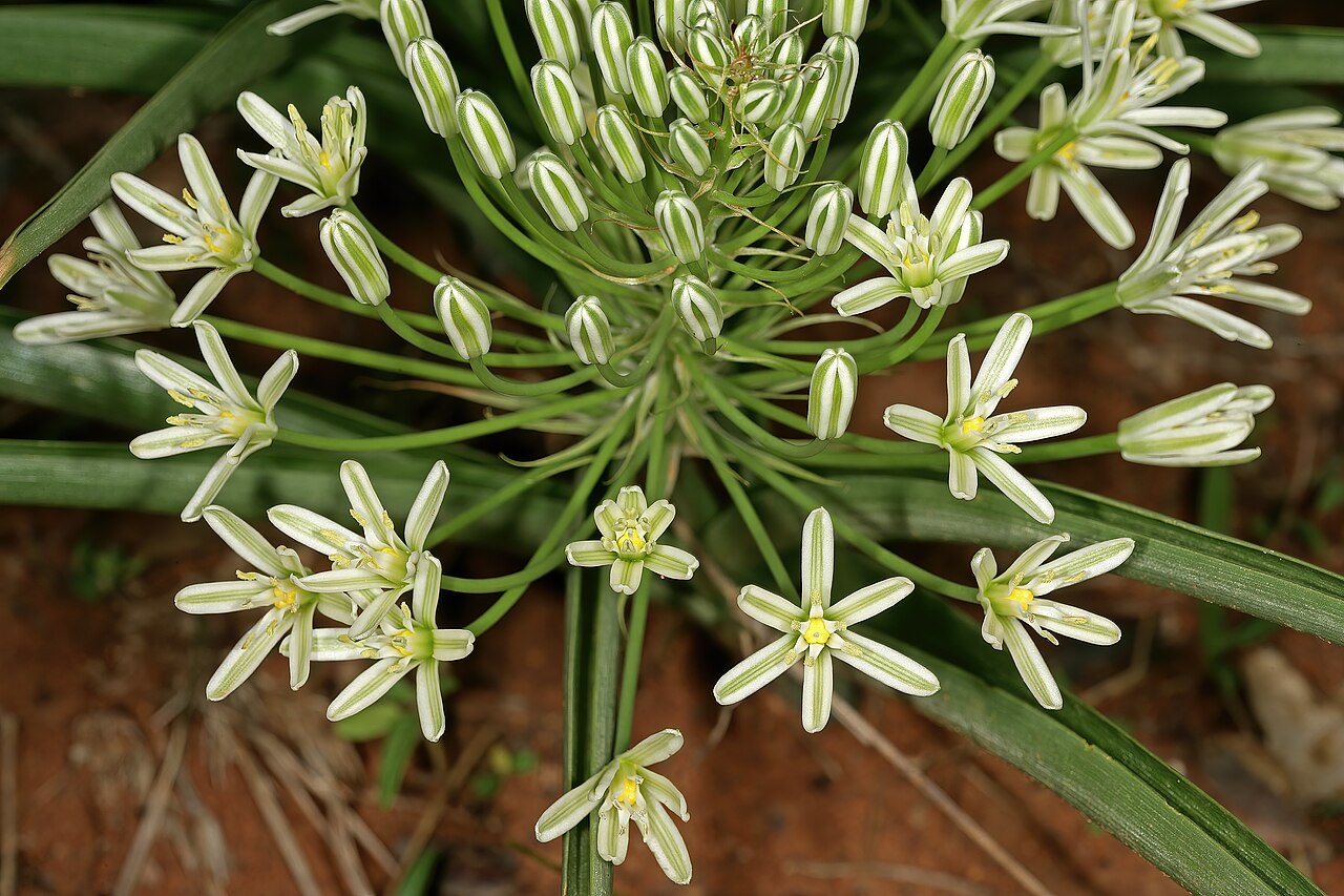 Bushveld chincherinchee: Albuca seineri , flowers; between Mookgophong and Mokopane, Limpopo, South Africa
