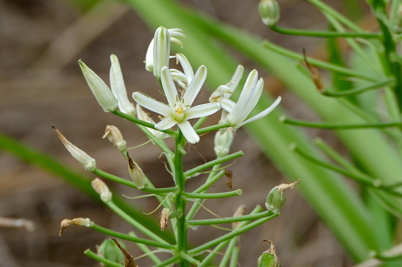 Bushveld chincherinchee: Albuca seineri, S129 Road North of Lower Sabie, Kruger NP, SOUTH AFRICA