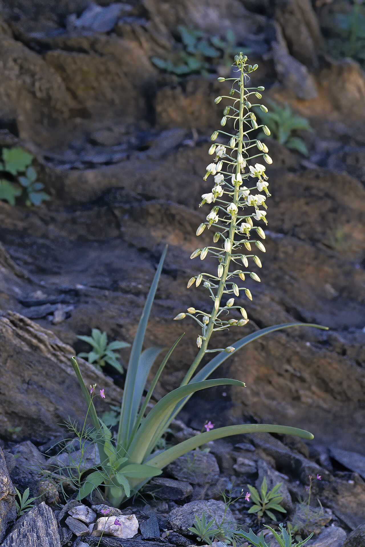 Battandiera stapffii: Albuca stapffii , plant in flower; Goodhouse se Poort, Warmbad, southern Namibia