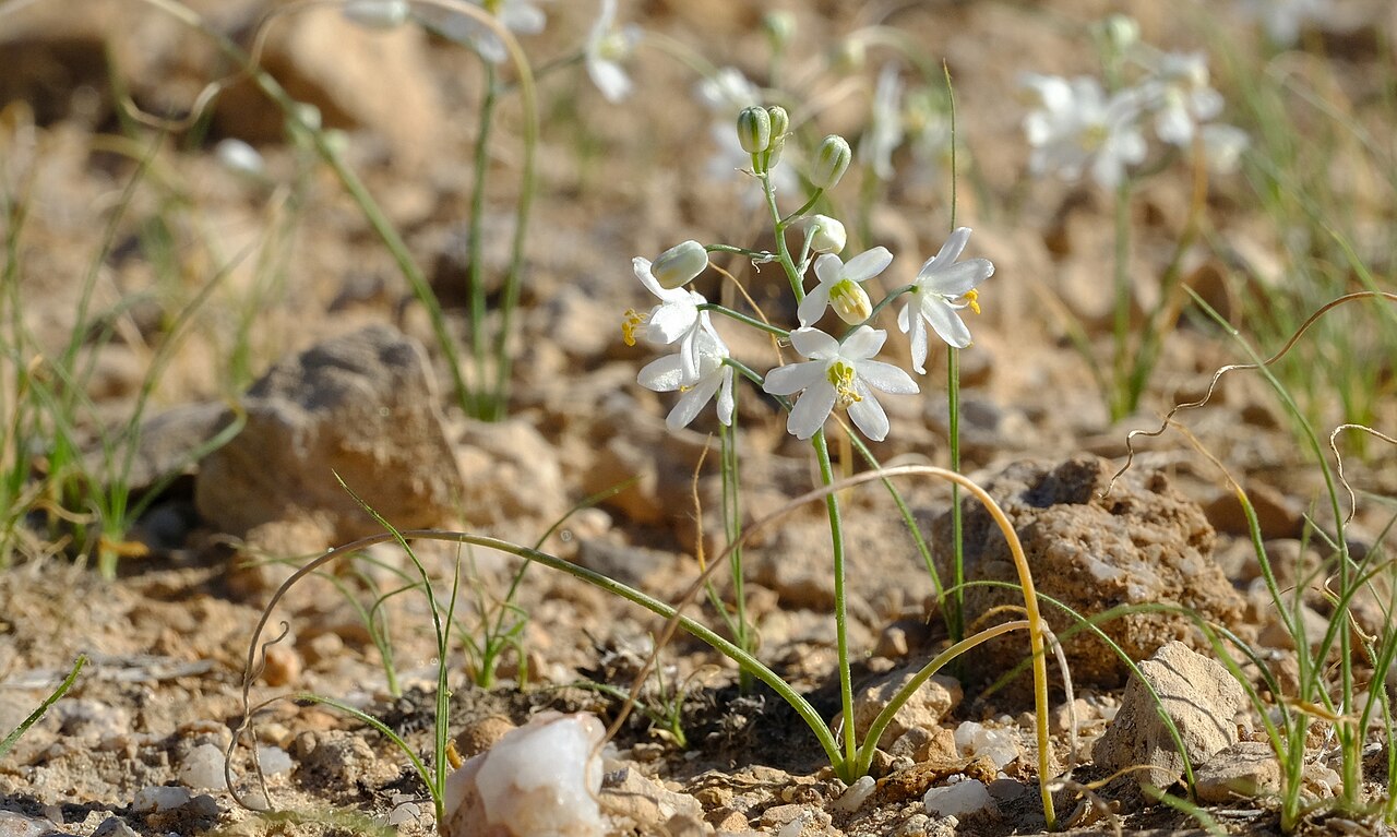 Battandiera stapffii: Namibian Tamarak ( Albuca stapffii ) in Namibia