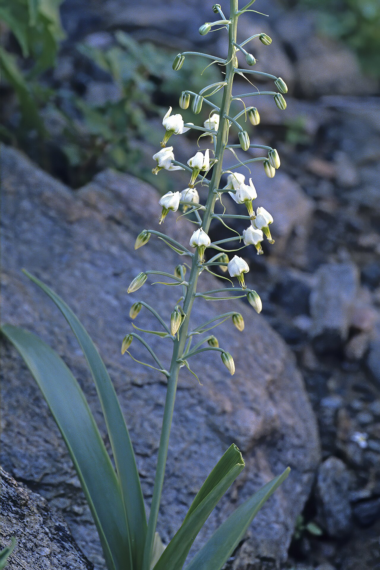 Battandiera stapffii: Albuca stapffii , plant in flower; Goodhouse se Poort, Warmbad, southern Namibia