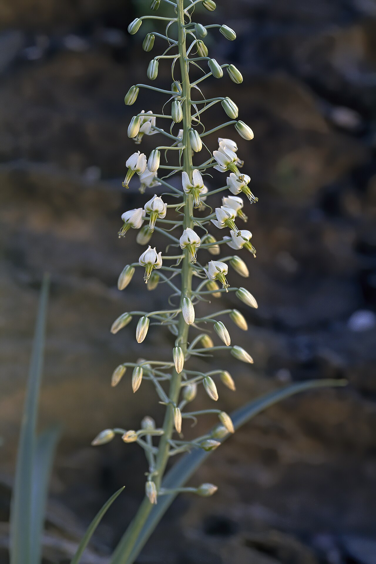 Battandiera stapffii: Albuca stapffii , part of inflorescence; Goodhouse se Poort, Warmbad, southern Namibia