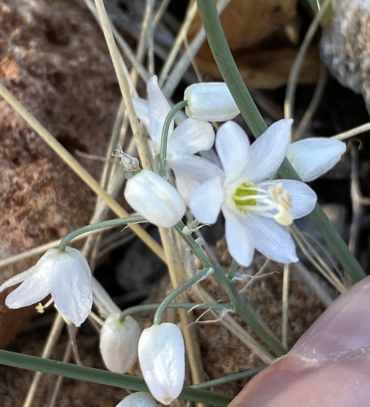 Battandiera stapffii: Namibian Tamarak ( Albuca stapffii ) in Namibia