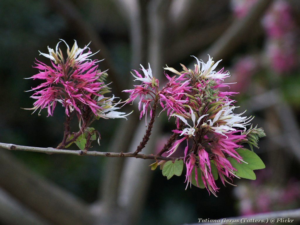 Bauhinia divaricata: Cultivar "Purpurea" Shrub or small tree. Brisbane Botanic Gardens.