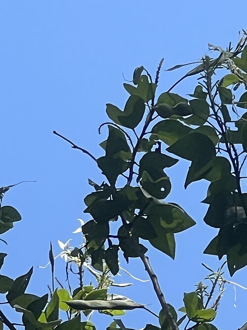Bauhinia divaricata: Bauhinia divaricata at Leu Gardens, Orlando, Florida USA