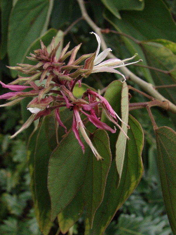 Bauhinia divaricata: Cultivar "Purpurea" Brisbane Botanic Gardens.