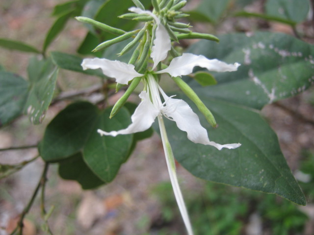 Bauhinia divaricata: Bauhinia divaricata