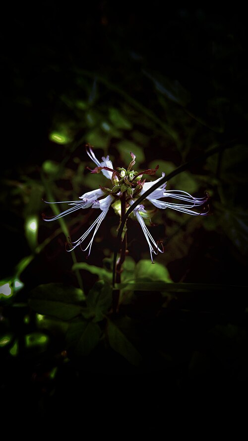 Bauhinia divaricata: bauhinia divaricata