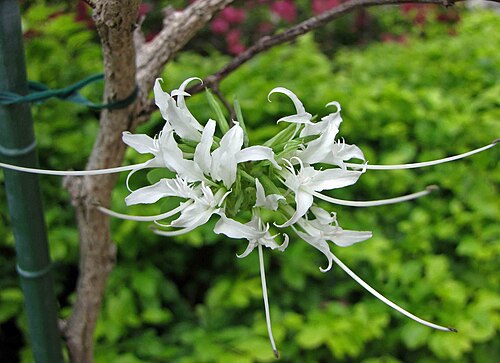 Bauhinia divaricata: 叉分羊蹄甲 Bauhinia divaricata [日本大阪鮮花競放館 Osaka Sakuya Konohana Kan, Japan]