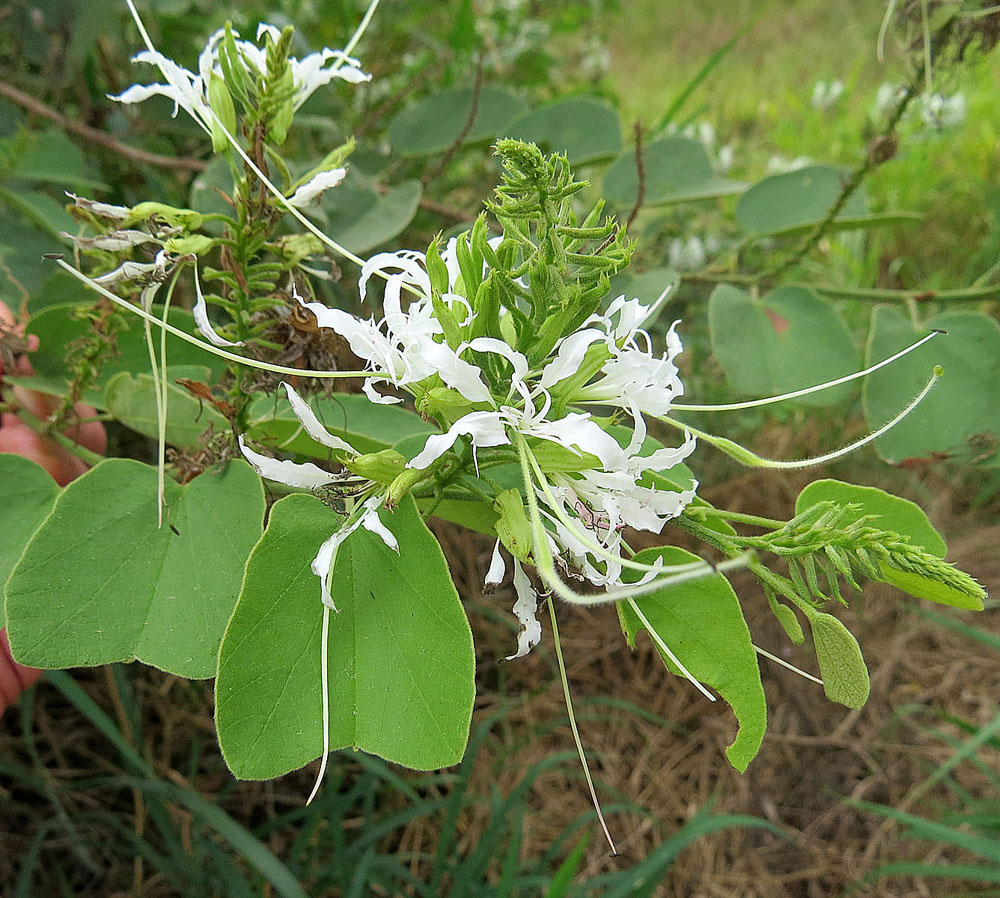 Bauhinia divaricata: Known as Bull Hoof or as Butterfly Orchid Tree in English, and one of species known as Pata de Cabra in Latin America.
