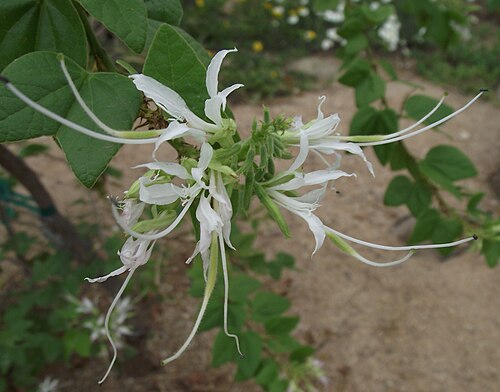 Bauhinia divaricata: Bauhinia mexicana at Tucson Botanical Gardens in Tucson, Arizona, USA. Identified by sign.