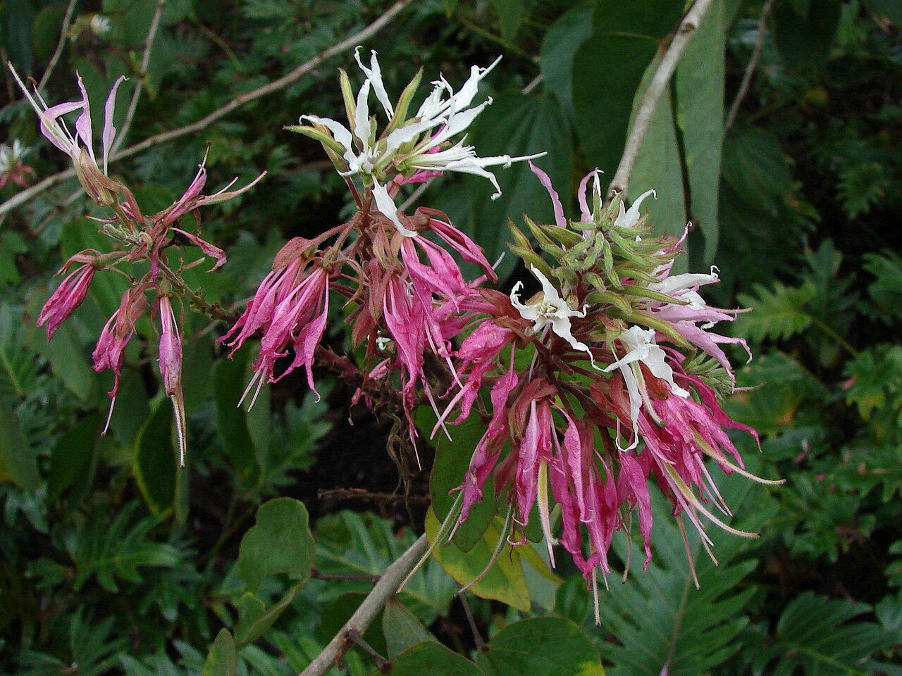 Bauhinia divaricata: Cultivar "Purpurea" Brisbane Botanic Gardens.