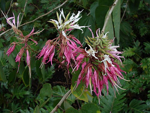 Bauhinia divaricata: Cultivar "Purpurea" Brisbane Botanic Gardens.