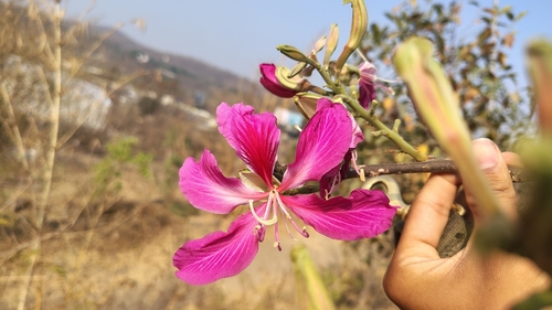 Butterfly tree
