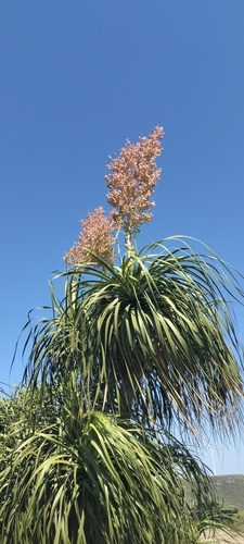 Ponytail palm (Beaucarnea recurvata)