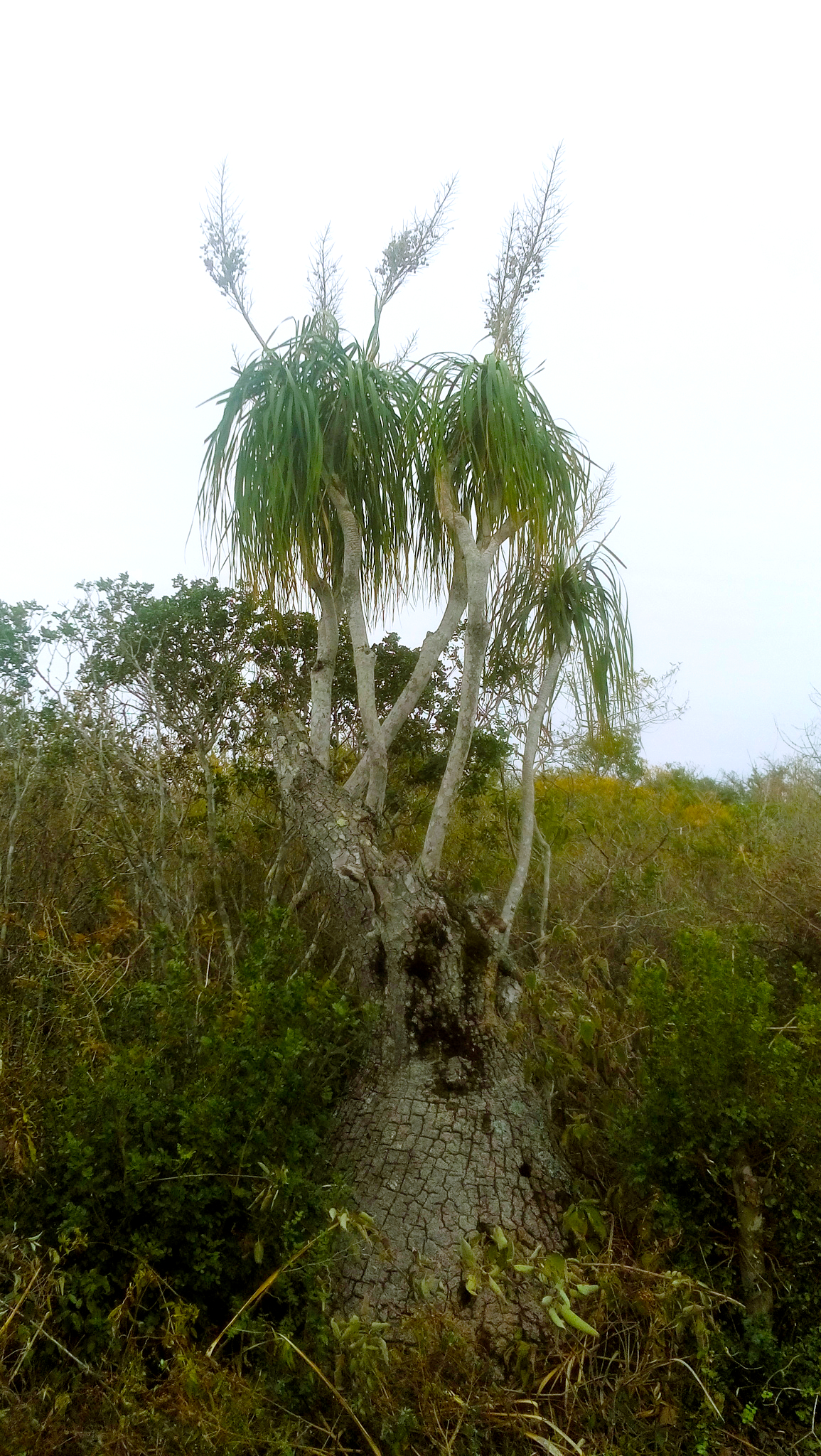 Ponytail palm: Beaucarnea recurvata , Llera, Tamaulipas, Mexico.