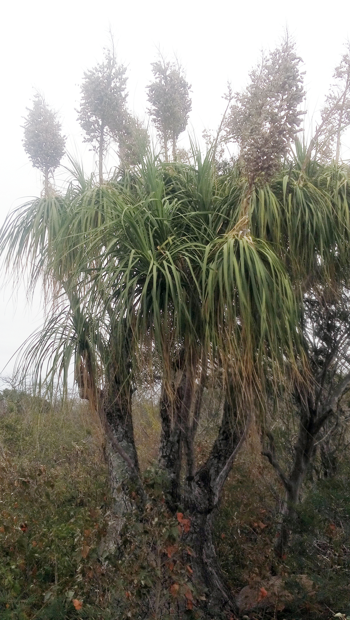 Ponytail palm: Beaucarnea recurvata , Llera, Tamaulipas, Mexico.