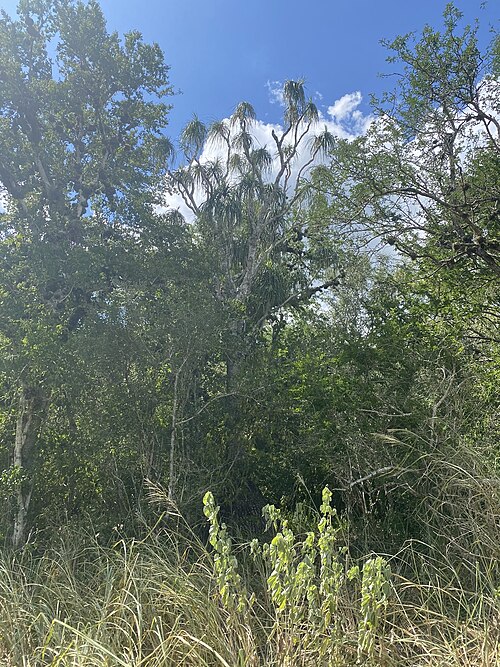Ponytail palm: Beaucarnea recurvata , Carretera Aldama-Barra El Tordo, Tamaulipas, Mexico.