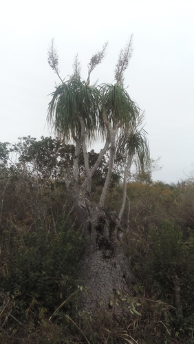 Ponytail palm (Beaucarnea recurvata)