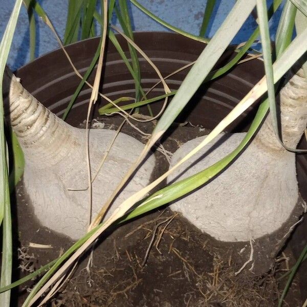 Ponytail palm (Beaucarnea recurvata)