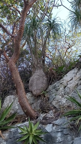 Ponytail palm (Beaucarnea recurvata)