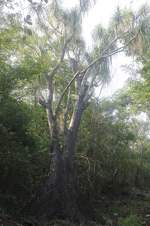 Ponytail palm: Beaucarnea recurvata , Ciudad Valles, San Luis Potosí, Mexico.