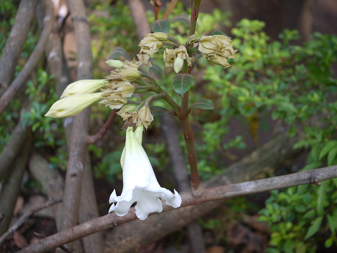 Beaumontia grandiflora: Beaumontia grandiflora