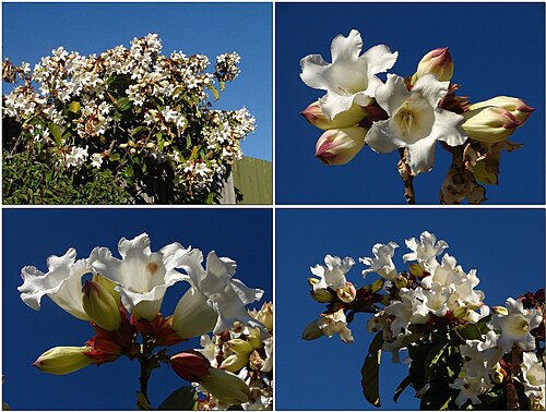 Beaumontia grandiflora: 'Crazy' bloom of Beaumontia grandiflora (Herald's Trumpet ) Stunning trumpet flowers. They are large and have strong sweet aroma. Flowers have amazing perfect s