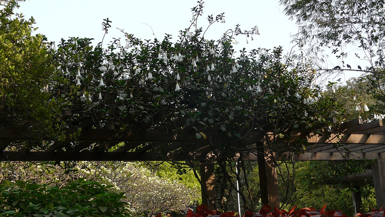 Beaumontia grandiflora: Beaumontia grandiflora