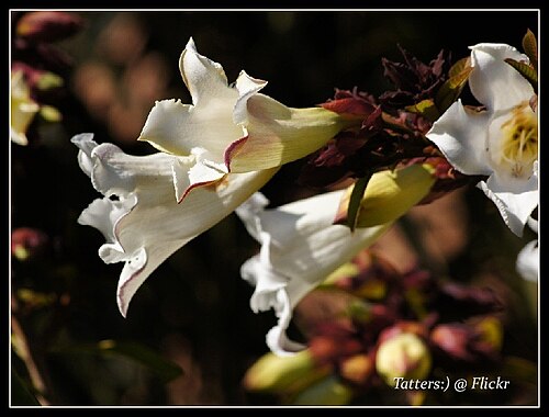 Beaumontia grandiflora: Beaumontia grandiflora Beaumontia grandiflora (Herald's Trumpet ) Breathtaking trumpet flowers! They are large and have strong sweet aroma - stronger that its r