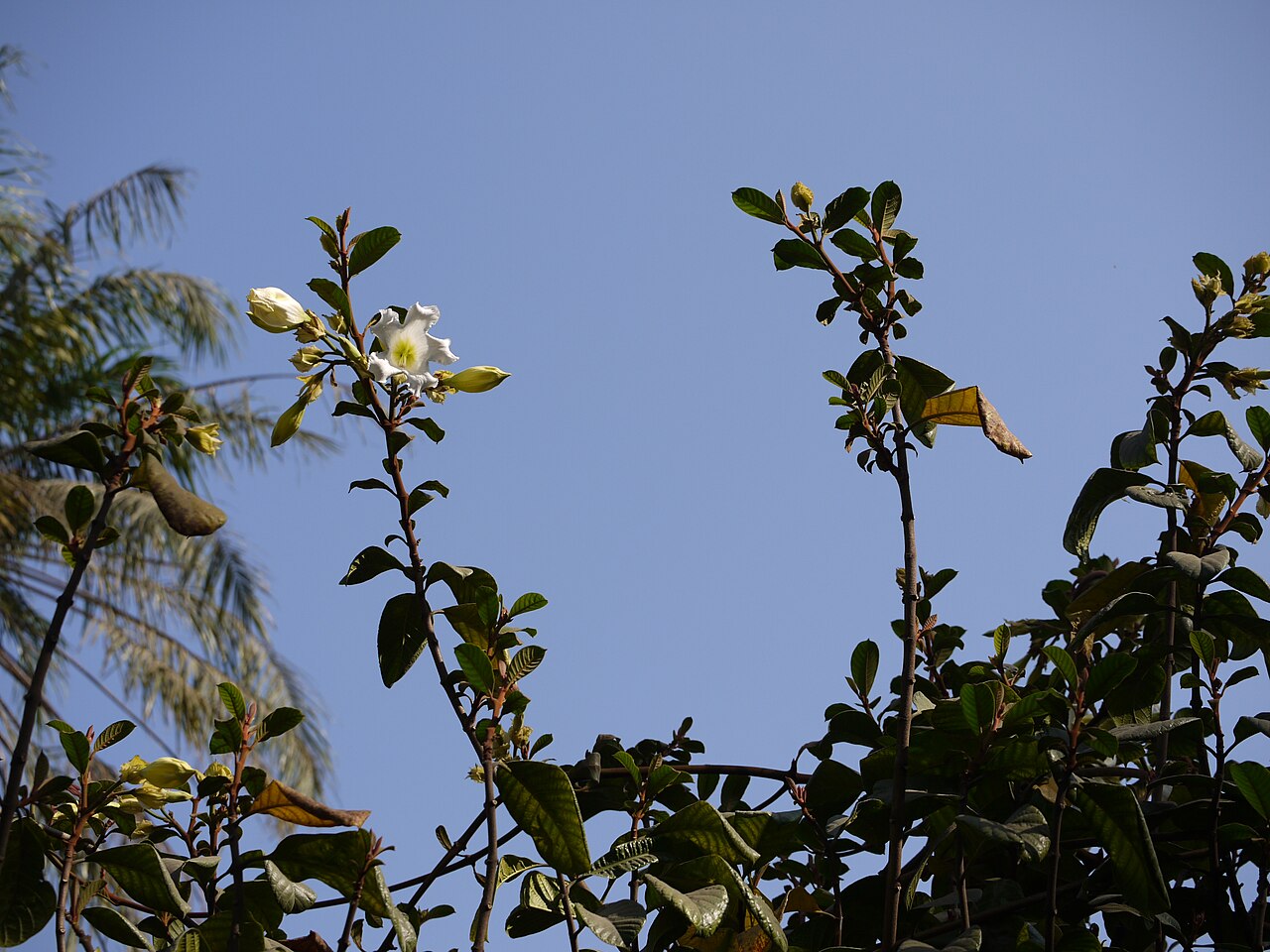 Beaumontia grandiflora: Beaumontia grandiflora