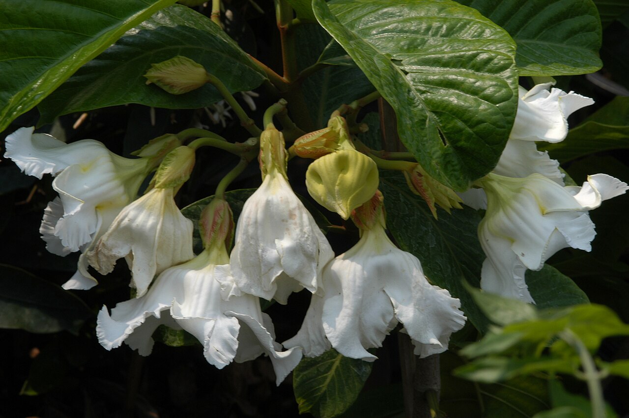 Beaumontia grandiflora: Beaumontia grandiflora