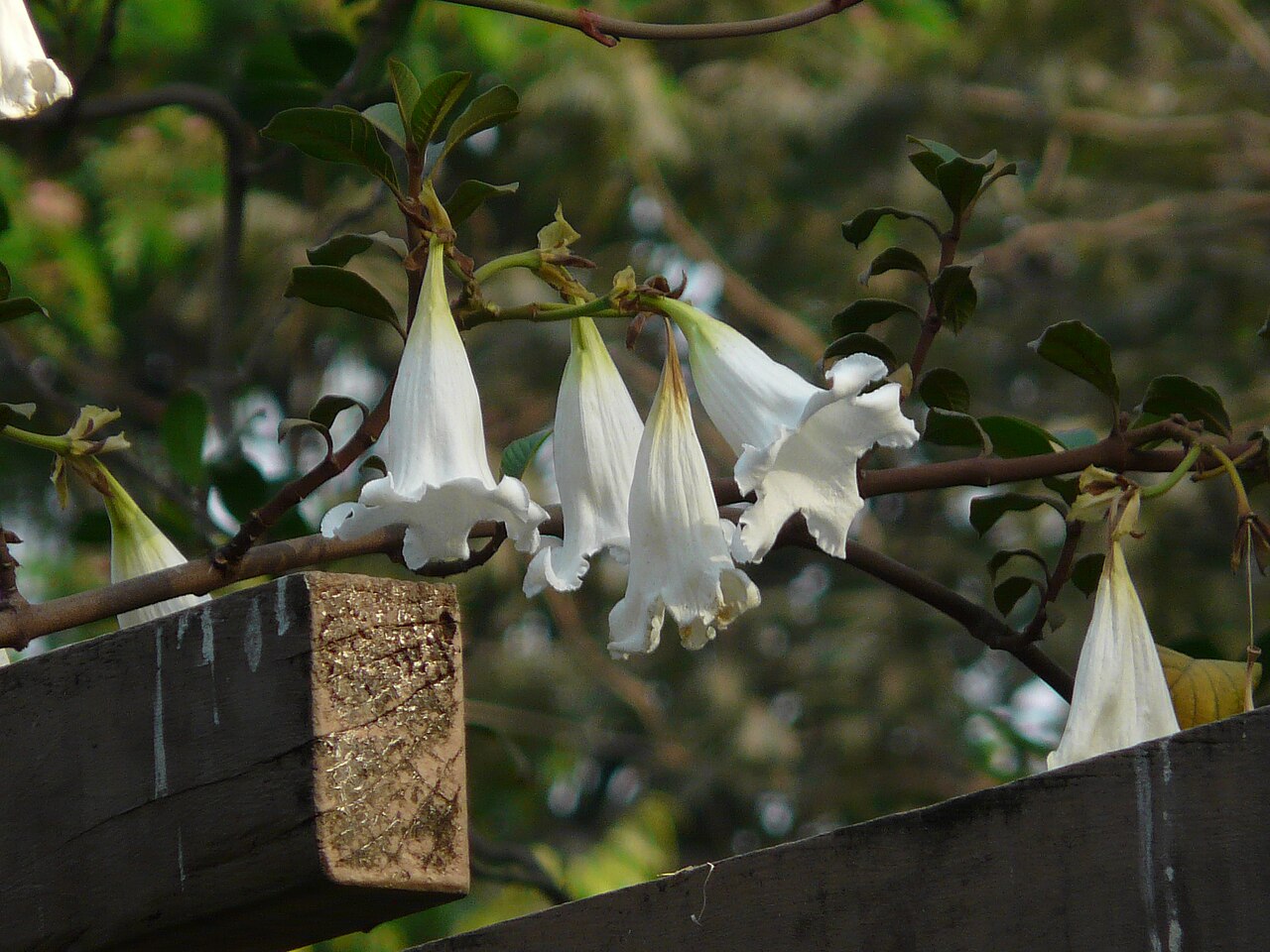 Beaumontia grandiflora: Beaumontia grandiflora