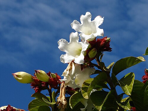 Beaumontia grandiflora: Beaumontia grandiflora - beautiful trumpet flowers. They are large and have strong sweet aroma. Flowers have amazing perfect shape and symmetry. They are stunni